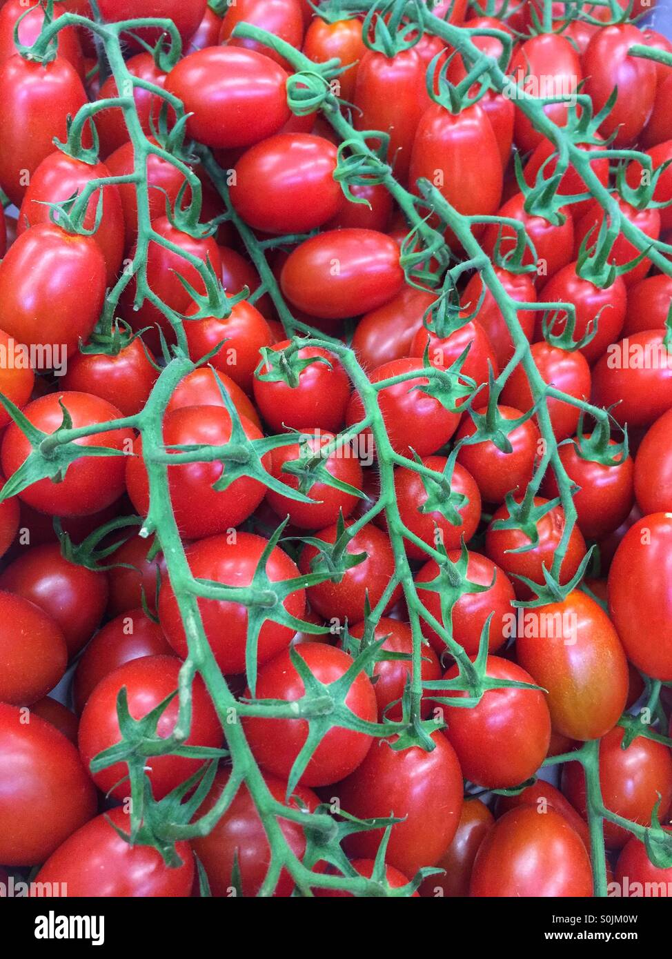 freshly harvested garden tomatoes Stock Photo