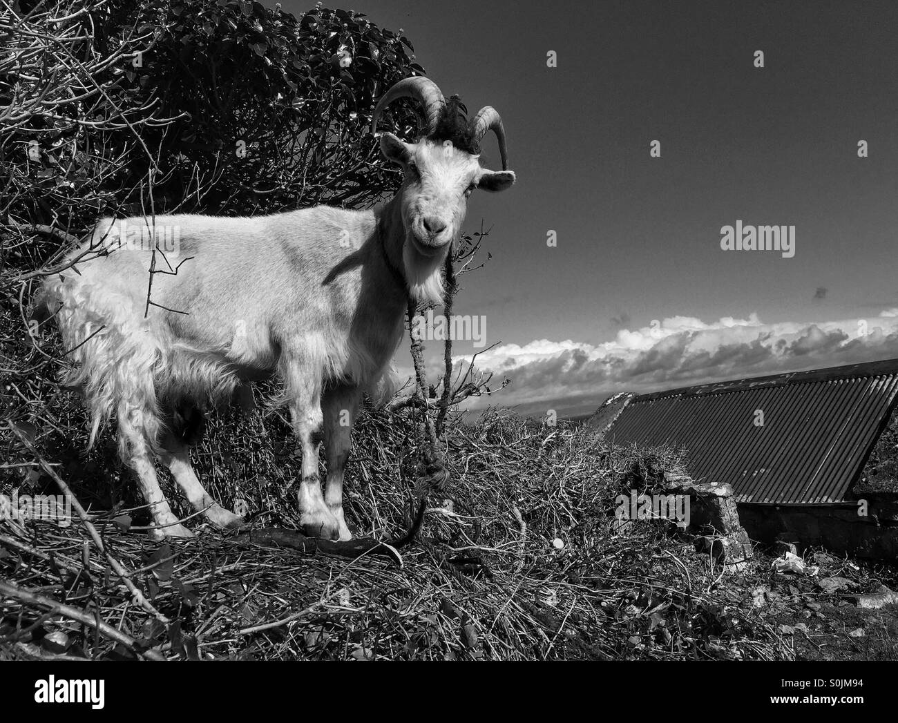 Goat shed hires stock photography and images Alamy
