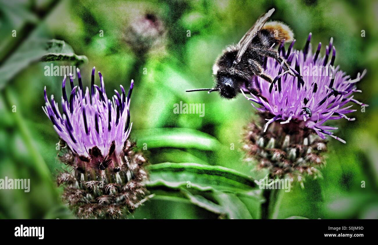 Vivid image bumblebee on purple thistle flower - Smartphone Captured Stock Image