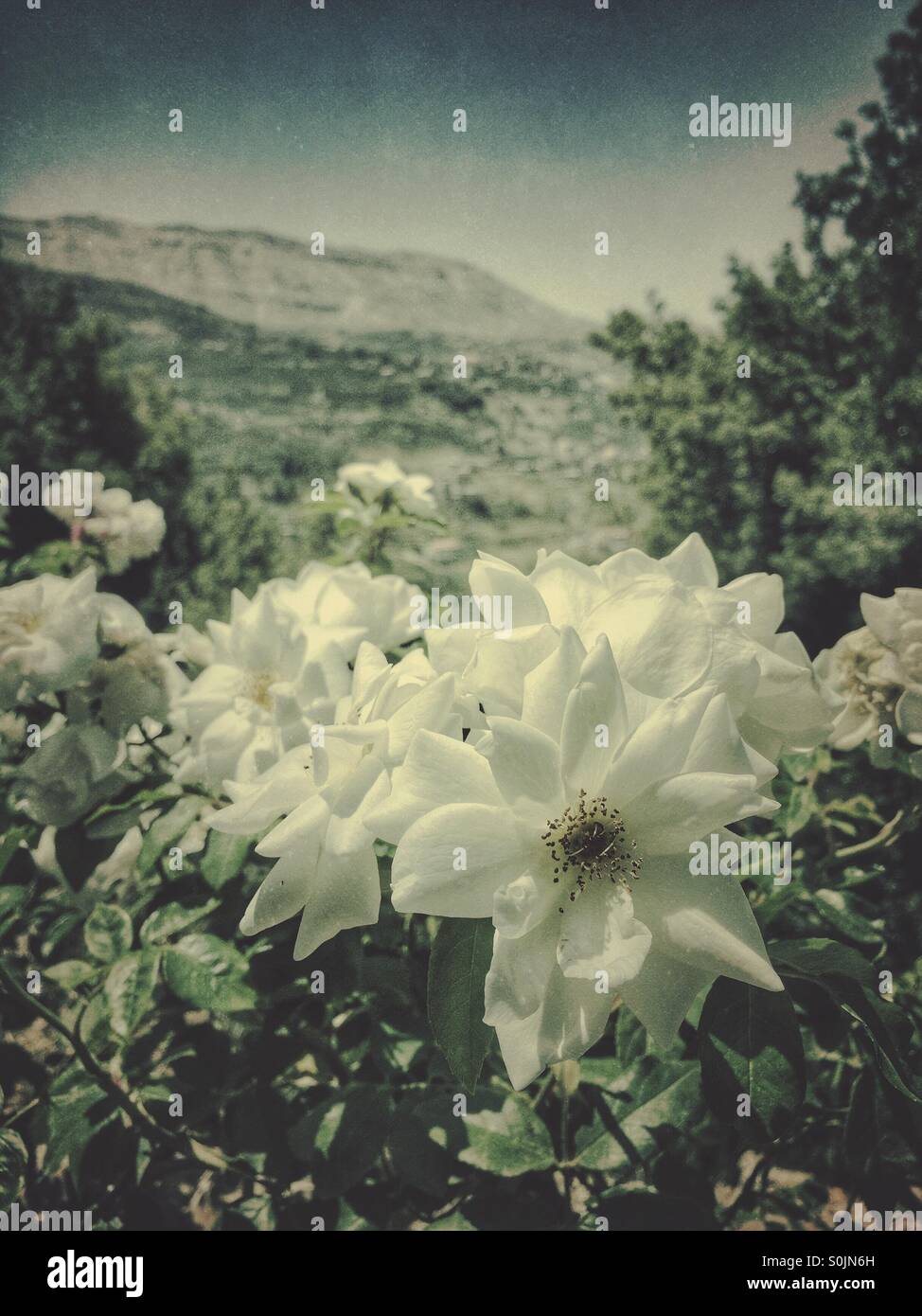 Blooming flowers - Smartphone Captured Stock Image