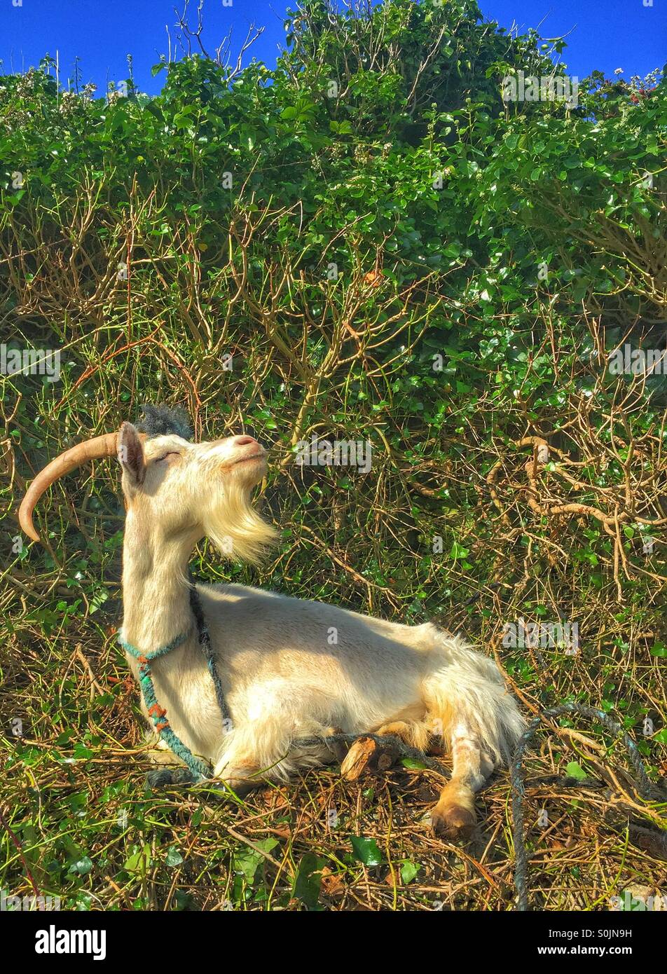 Goat posing in the sun Stock Photo