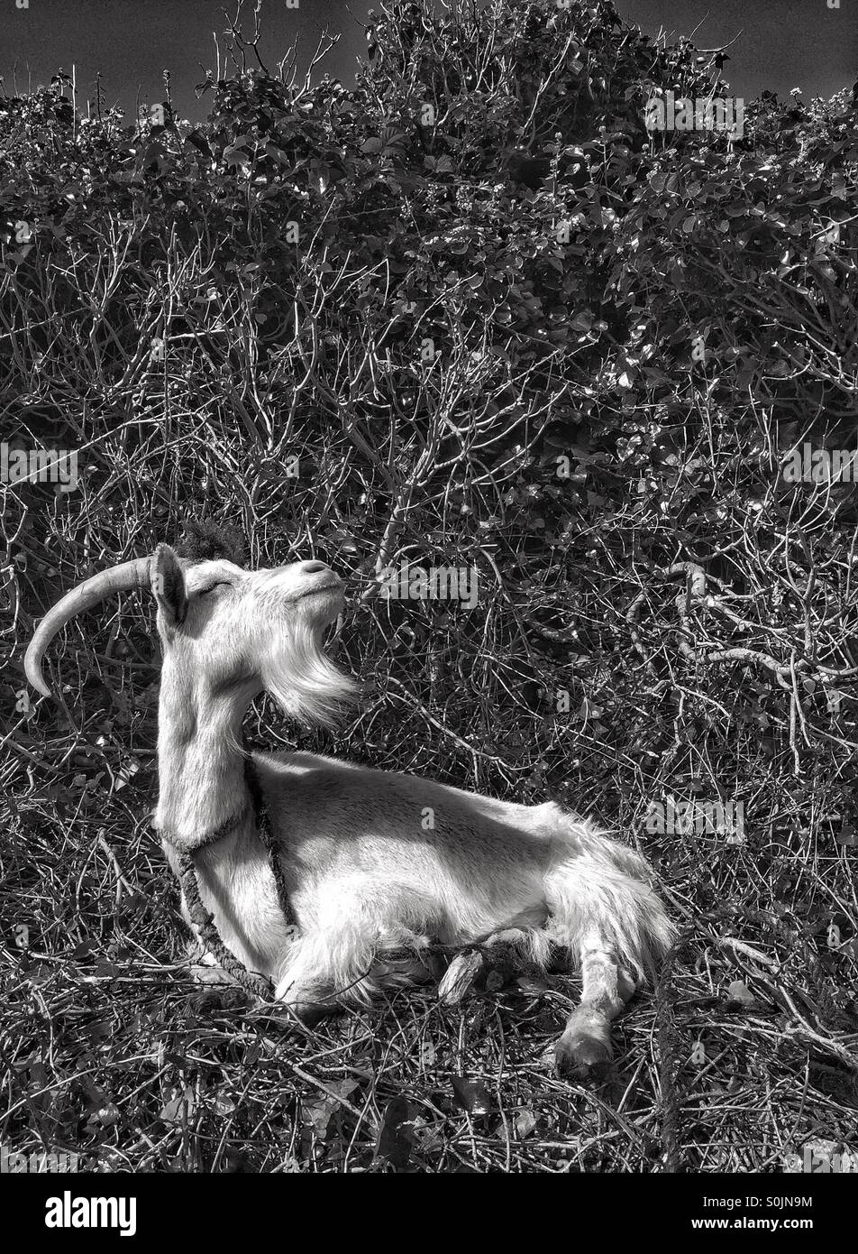 Goat pose Stock Photo