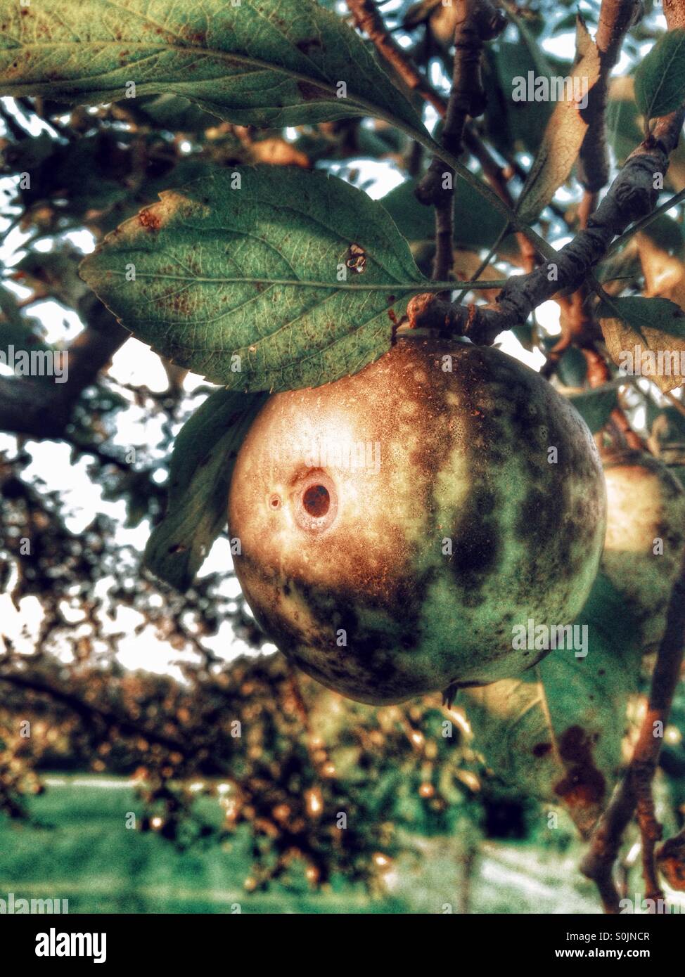 An apple with a wormhole hanging in the sunlight. - Smartphone Captured Stock Image