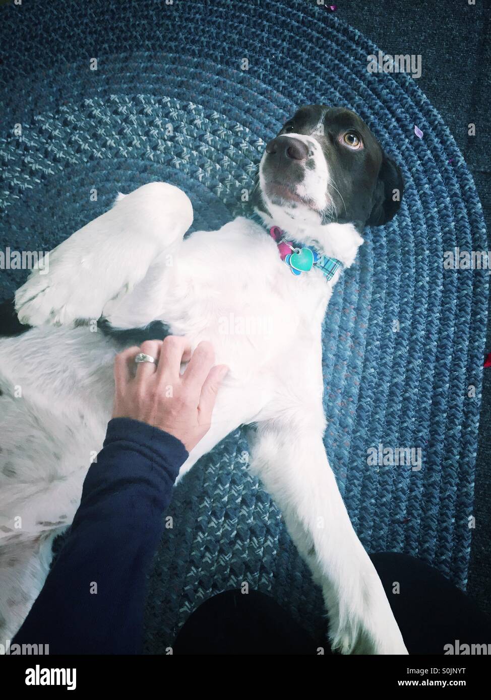 POV angle of a dog getting a belly rub with woman's hand scratchig dog's belly - Smartphone Captured Stock Image