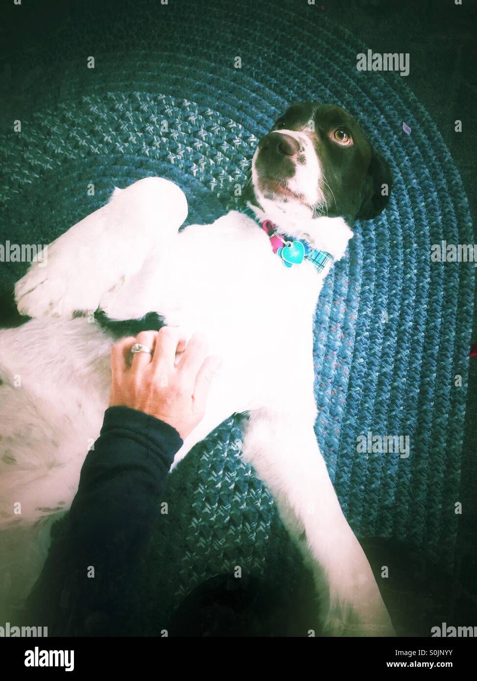 Dog on her back getting a belly rub Stock Photo Alamy