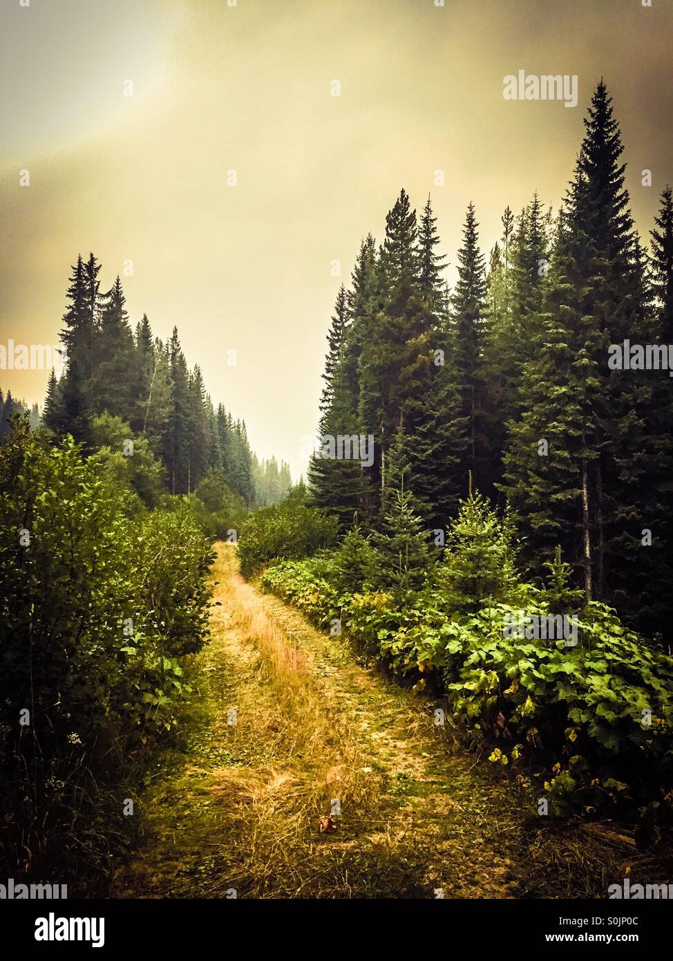 Sun is cutting through the misty skies over a grass covered logging road in the evergreen forest. - Smartphone Captured Stock Image