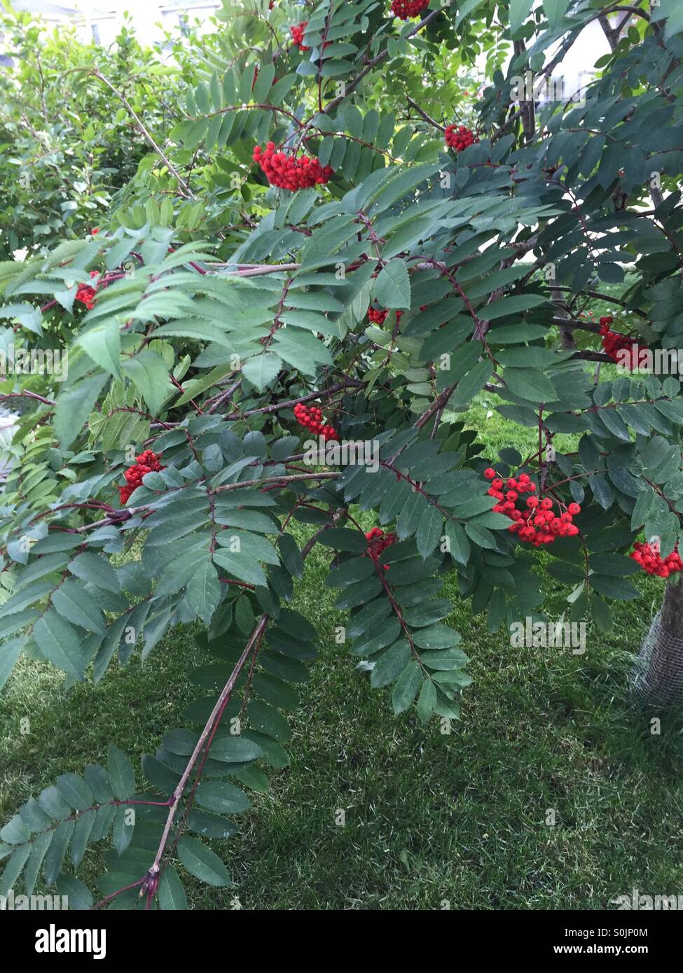 Backyard photos - Smartphone Captured Stock Image