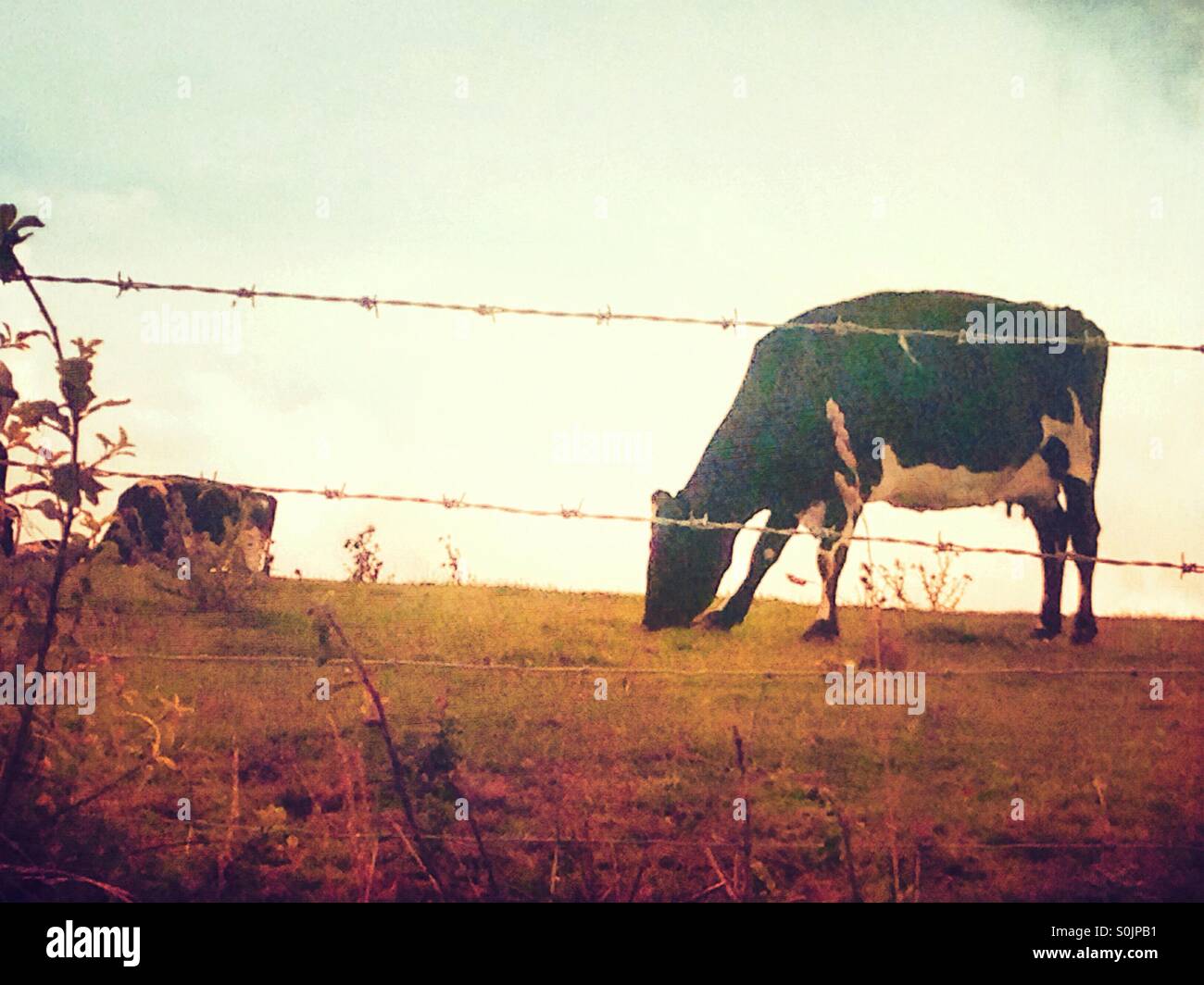 A cow in a field - Smartphone Captured Stock Image
