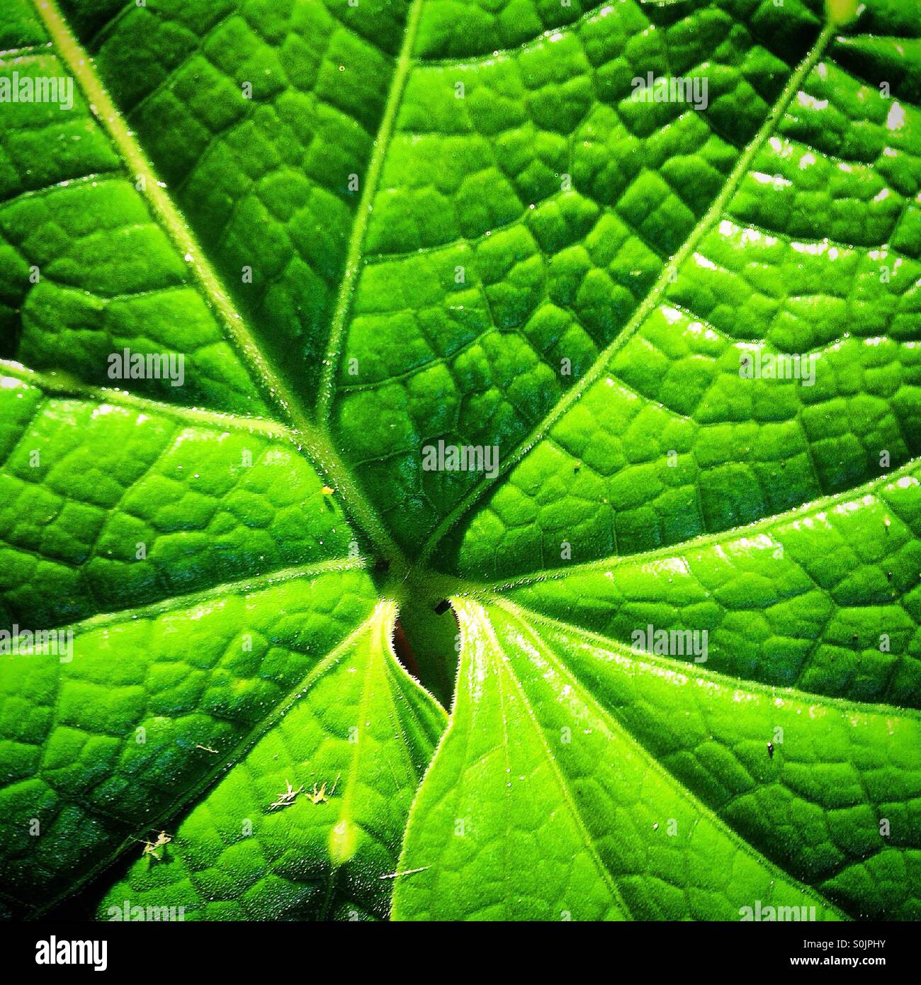 A green leaf in Apulco river, Cuetzalan, Sierra Madre of Puebla, Mexico - Smartphone Captured Stock Image