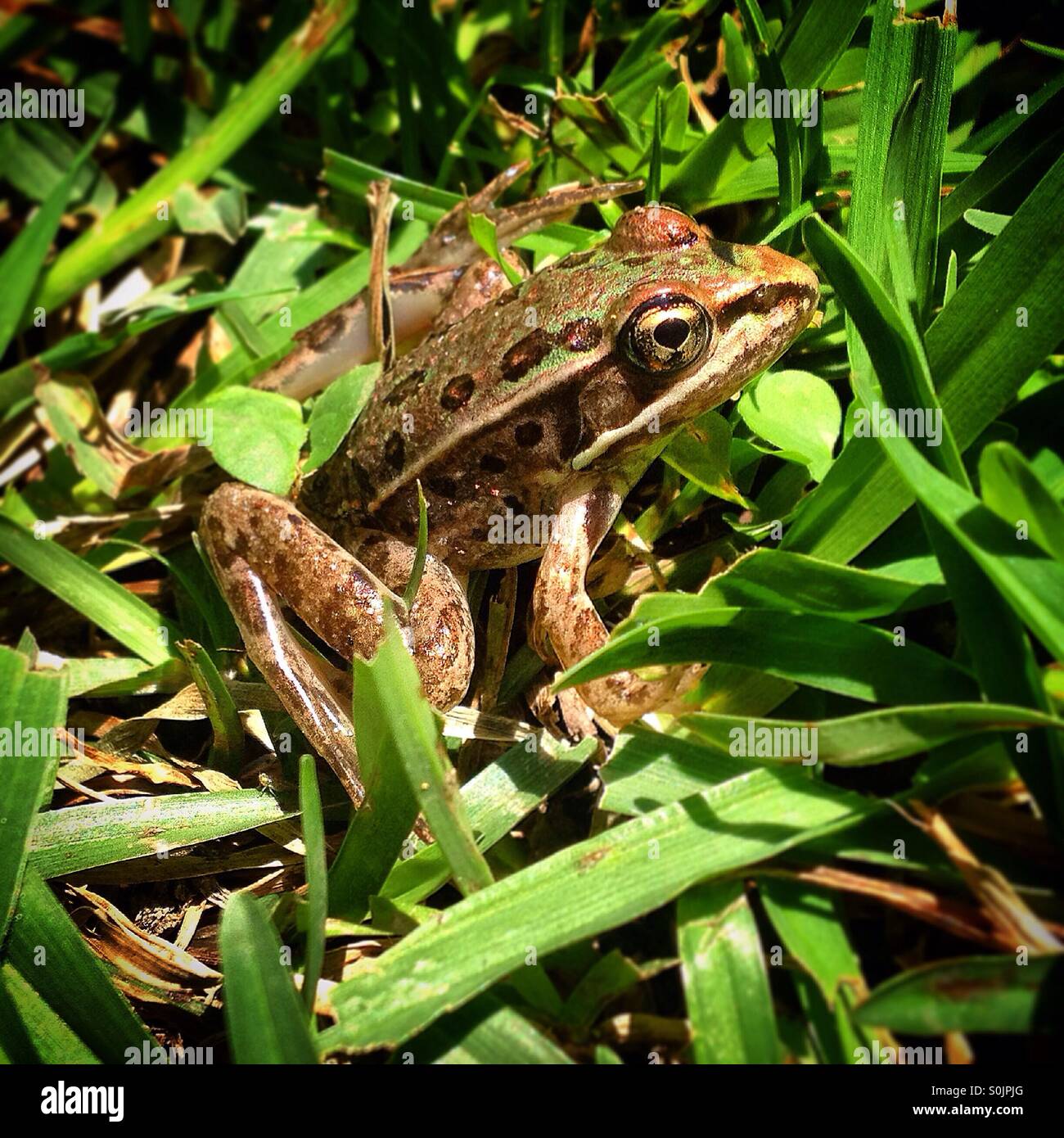 A small frog in Cuetzalan, Sierra Madre of Puebla, Mexico - Smartphone Captured Stock Image