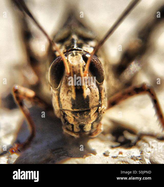 Grasshopper Up close - Smartphone Captured Stock Image