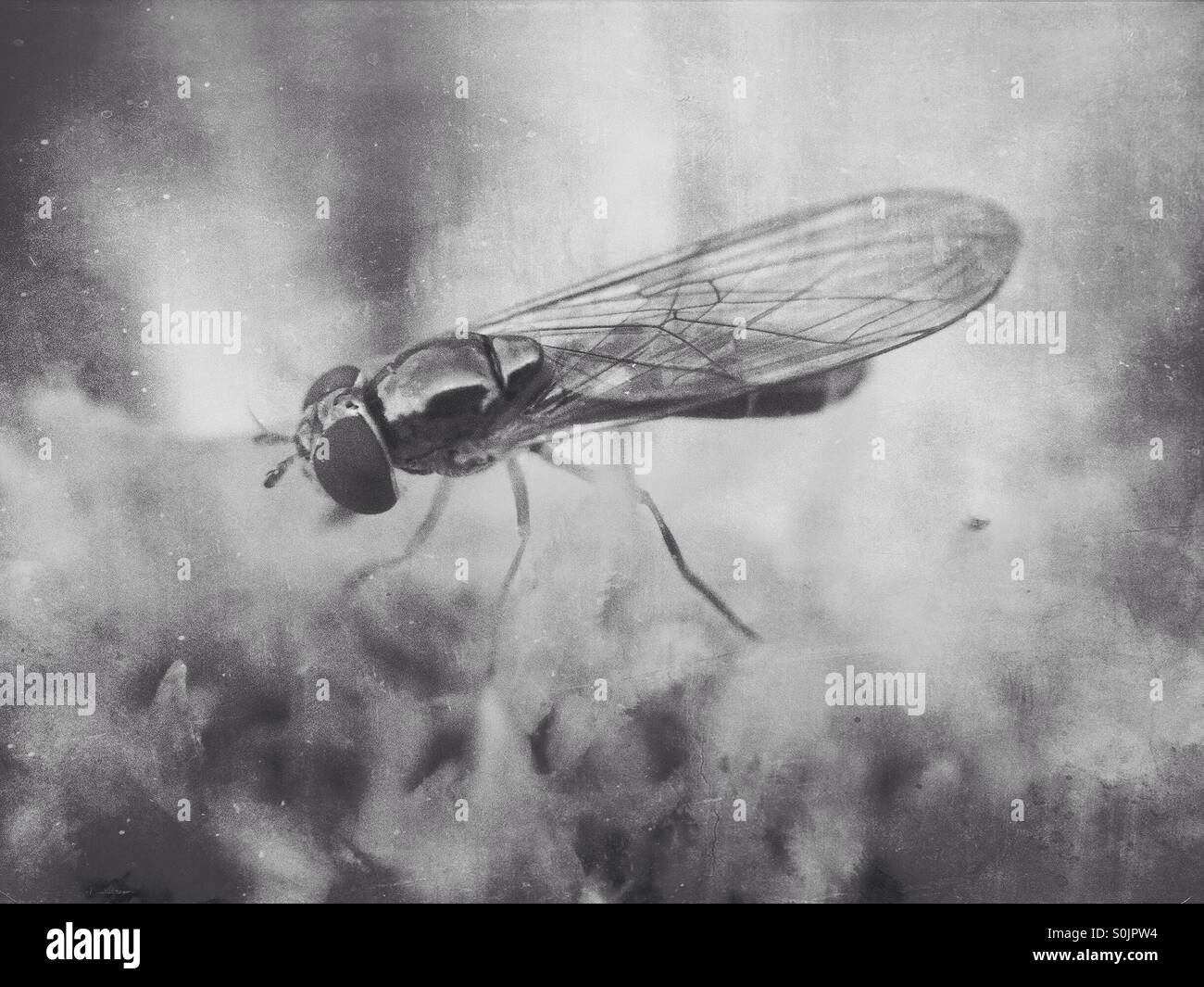 Fly on a dahlia - Smartphone Captured Stock Image