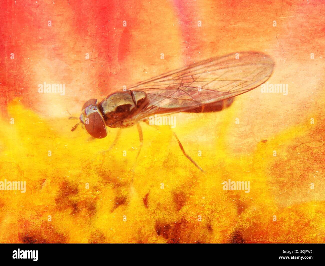 Fly on a dahlia - Smartphone Captured Stock Image