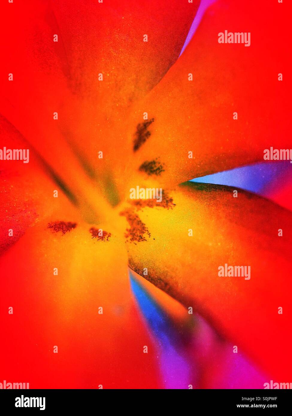 Montbretia flower - Smartphone Captured Stock Image