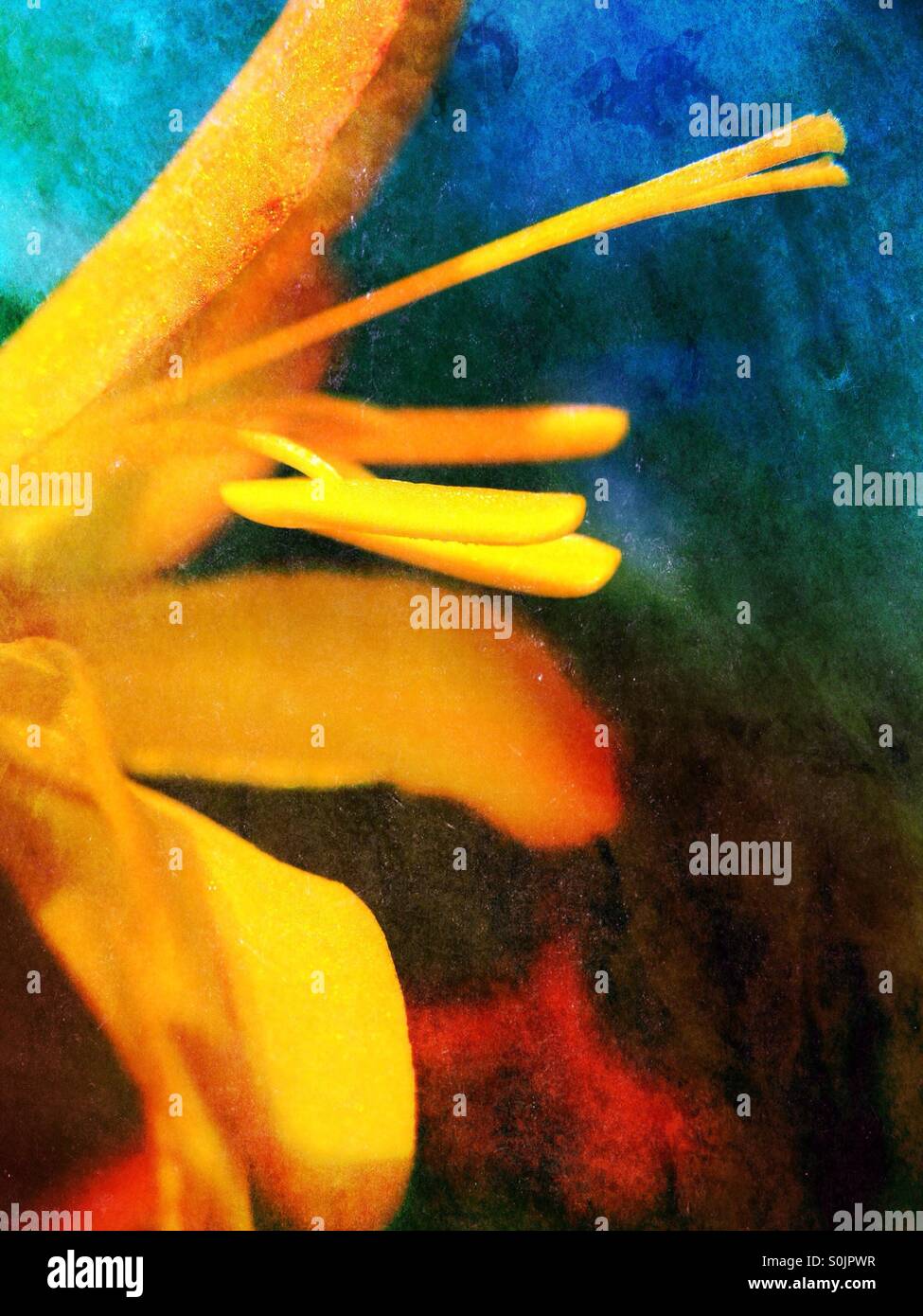 Montbretia flower - Smartphone Captured Stock Image