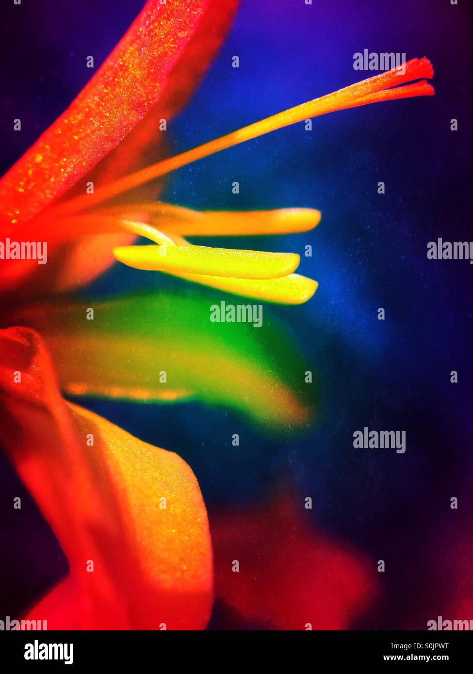 Montbretia flower - Smartphone Captured Stock Image