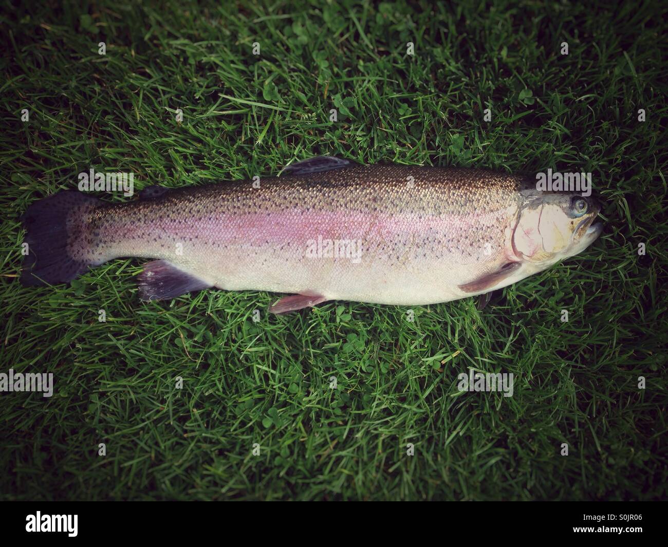Freshly caught stocked rainbow trout fish on cut grass - Smartphone Captured Stock Image