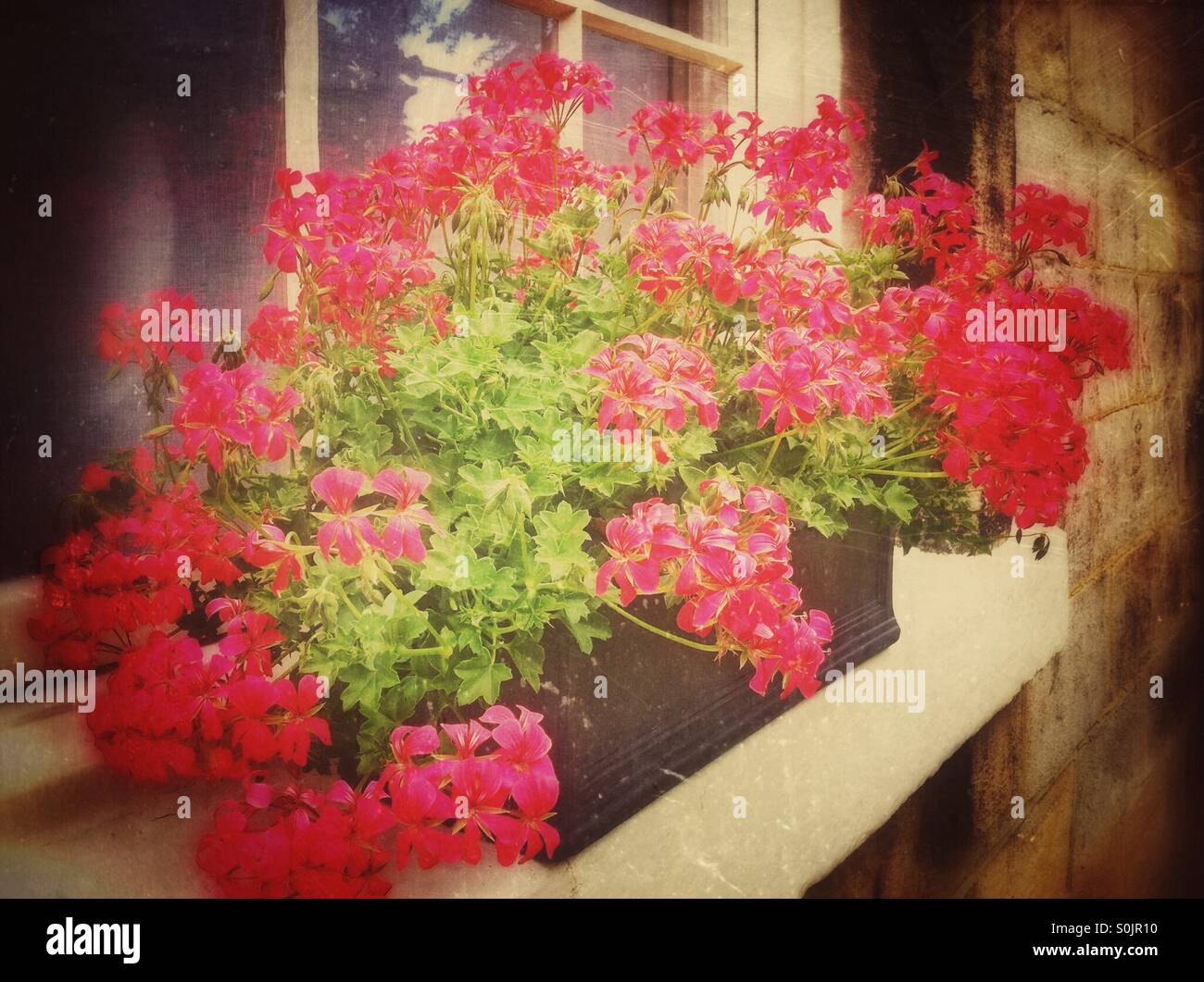 Pink geraniums growing in window box in summer - Smartphone Captured Stock Image