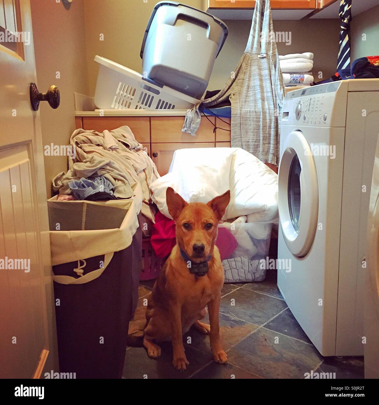 Dog washing machine hires stock photography and images Alamy