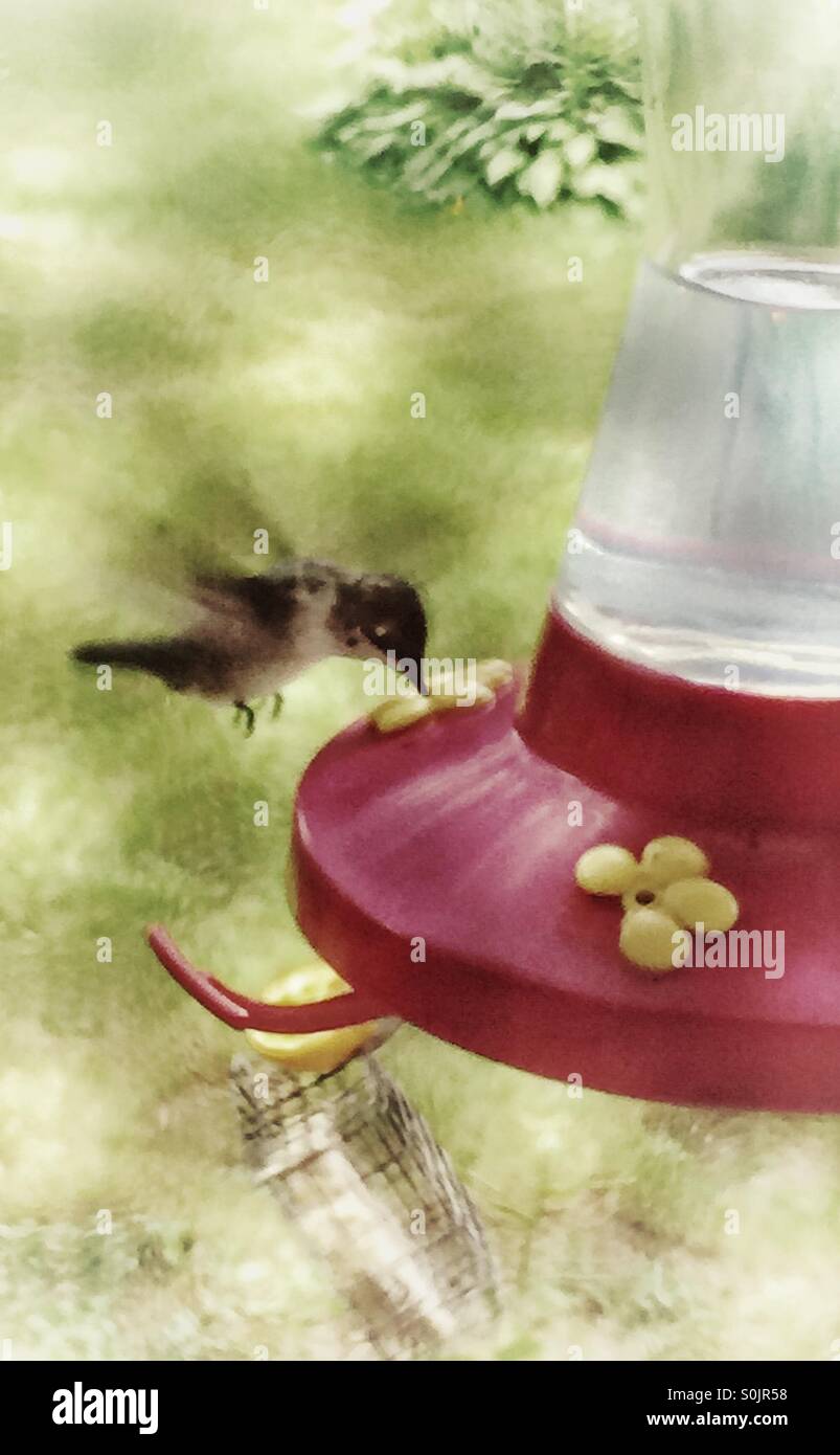 Hummingbird drinking nectar Stock Photo Alamy