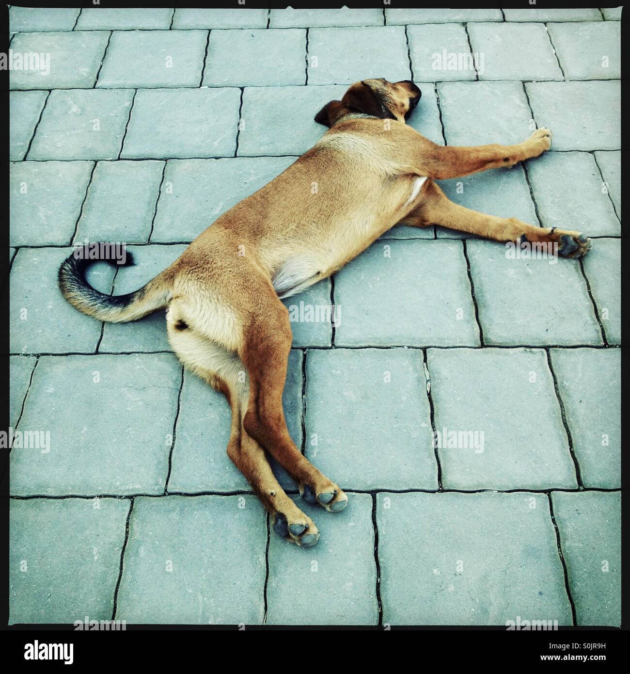 Turkish dog chilling Stock Photo Alamy