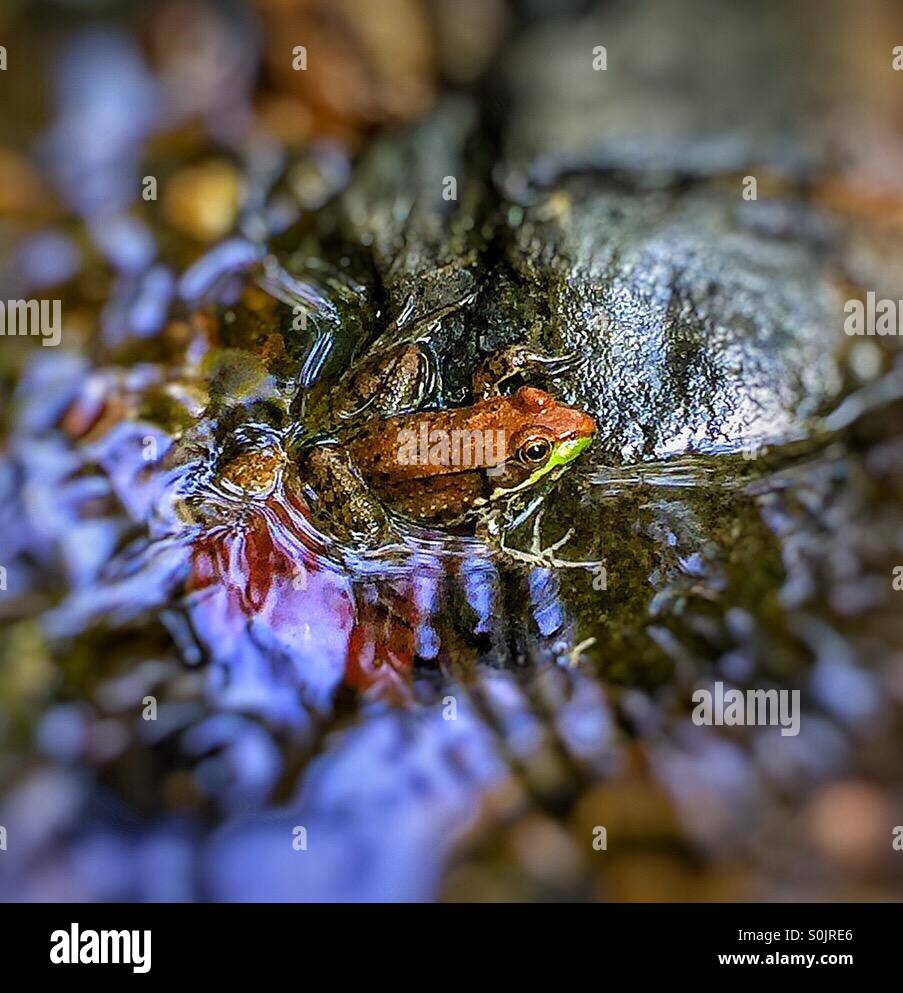 A tiny frog resting on a rock Stock Photo