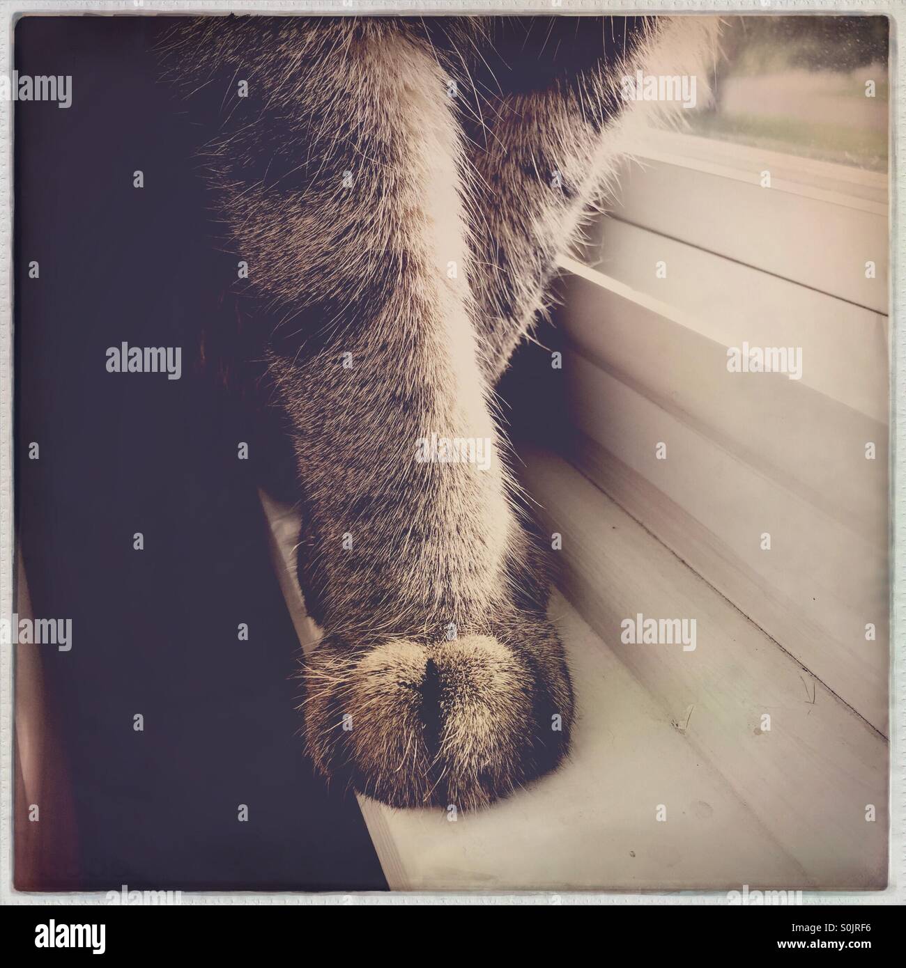 Tabby paws on windowsill - Smartphone Captured Stock Image
