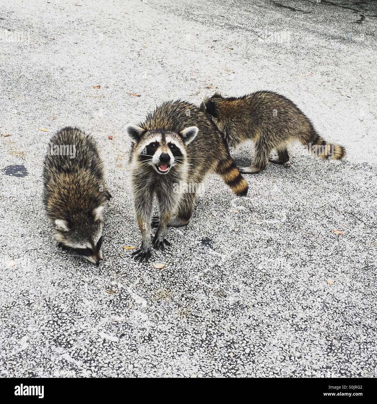 Raccoons Stock Photo