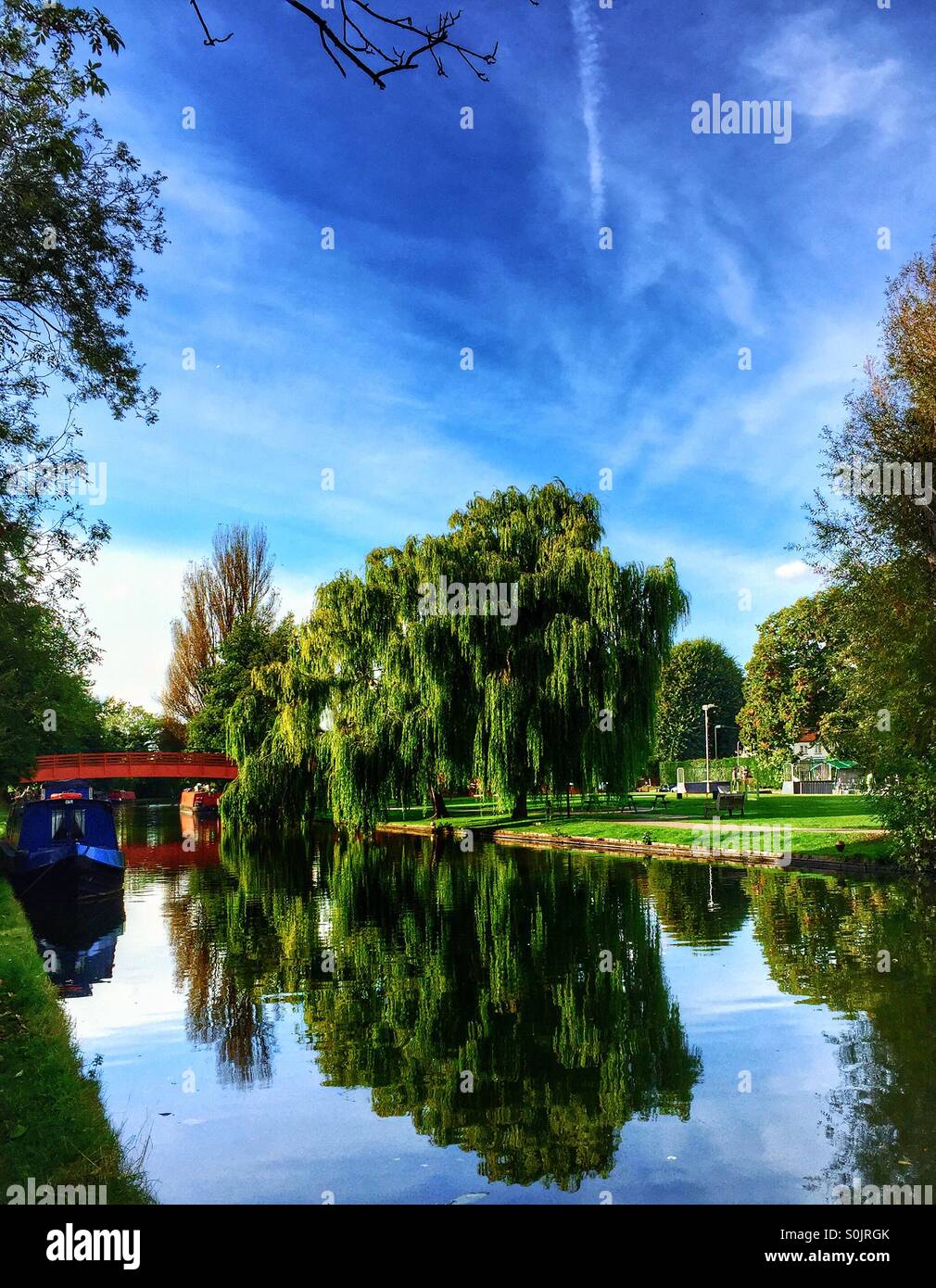 Reflection of a tree hi-res stock photography and images - Alamy