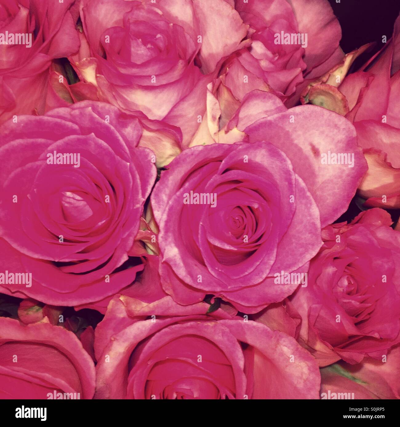 Pink rose background Stock Photo