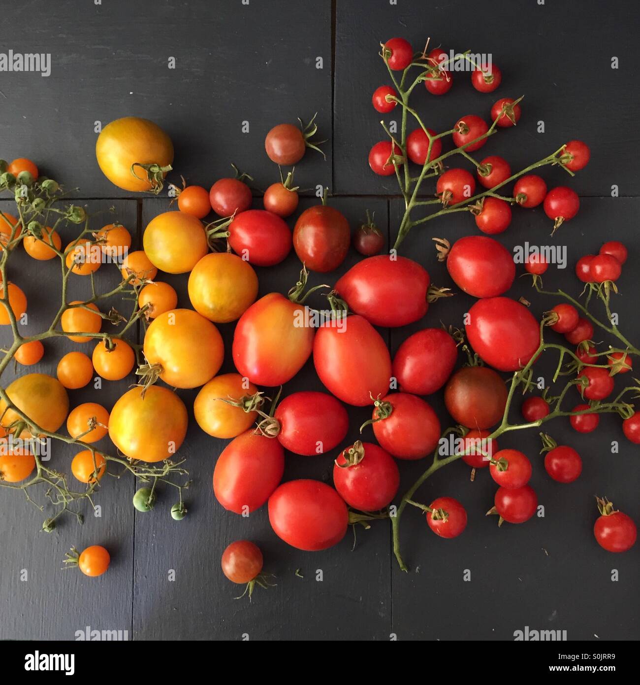 summer tomato harvest, Northern California Stock Photo Alamy