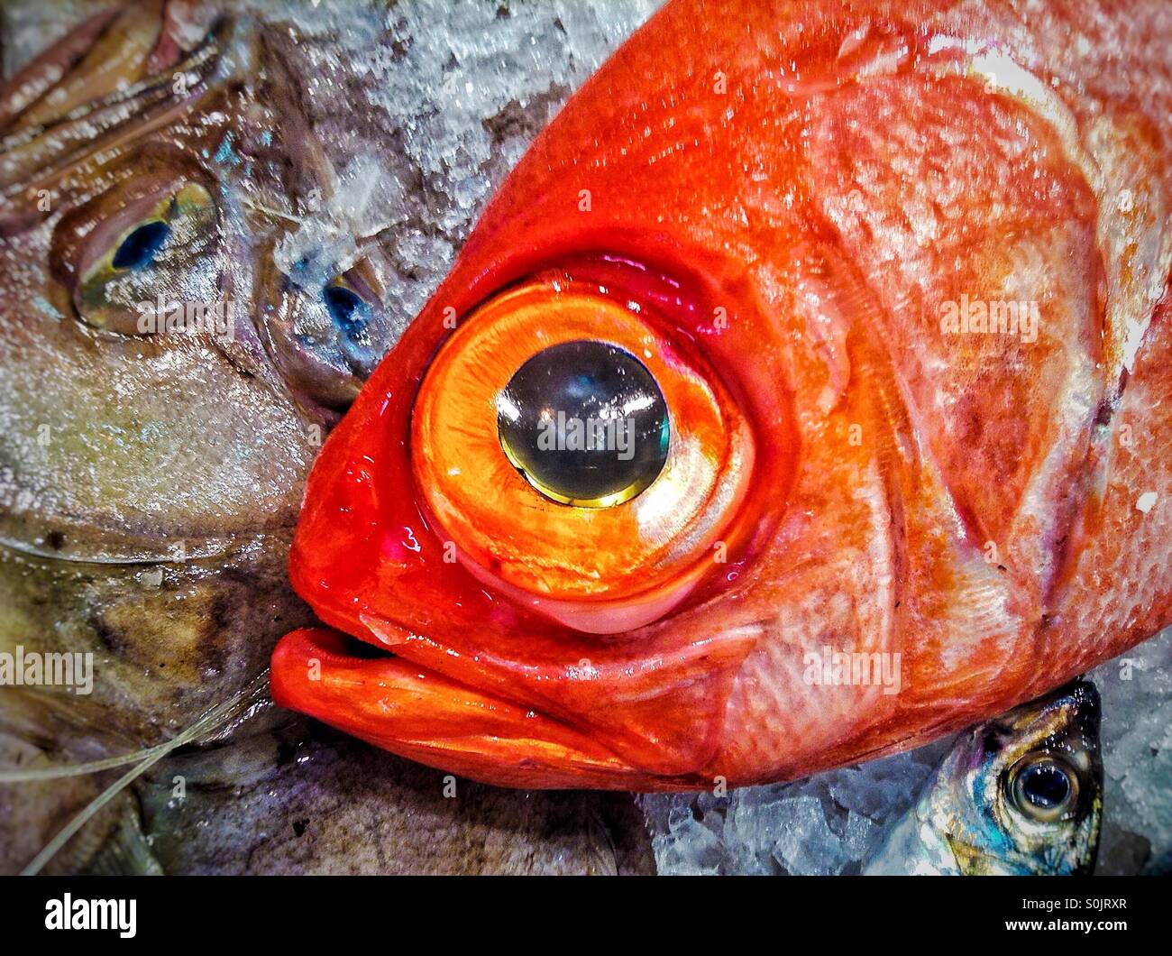 Close up of red fish for sale - Smartphone Captured Stock Image