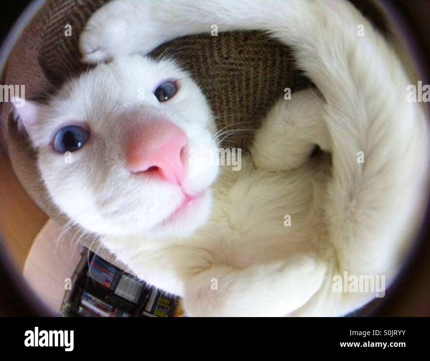 Funny Fisheye Business Cat Stock Photo - Download Image Now - Domestic Cat,  Fish-Eye Lens, Animal - iStock