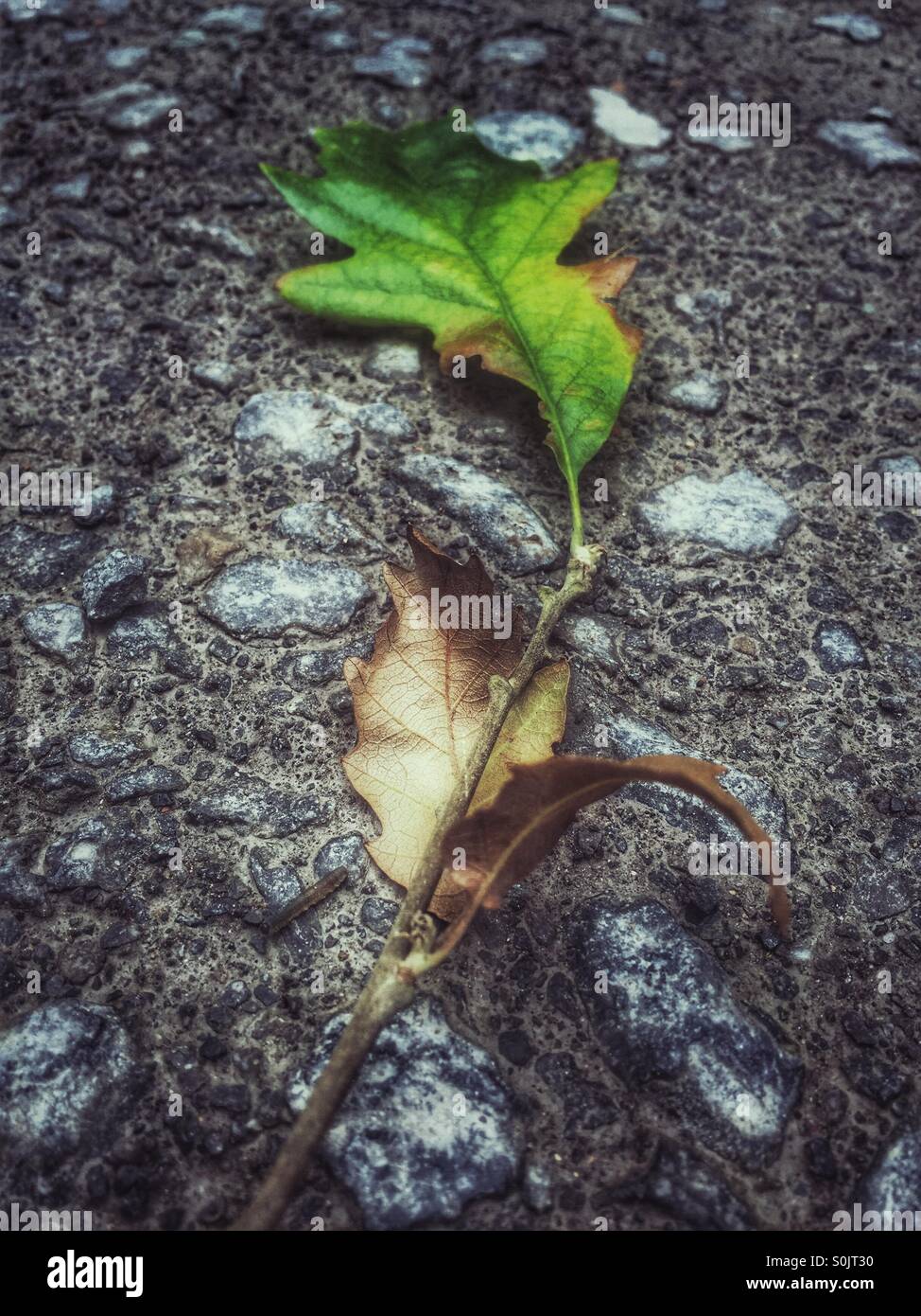 'Dying leaves broken branch' a small branch lies on the ground with leaves attached slowly dying and decaying - Smartphone Captured Stock Image
