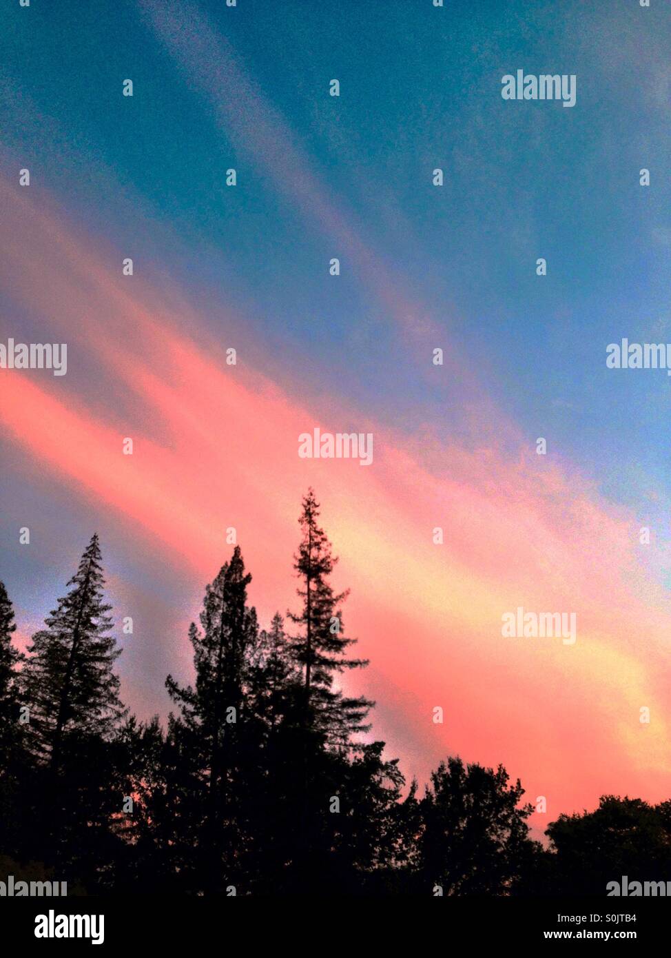Sunset clouds over redwood trees - Smartphone Captured Stock Image