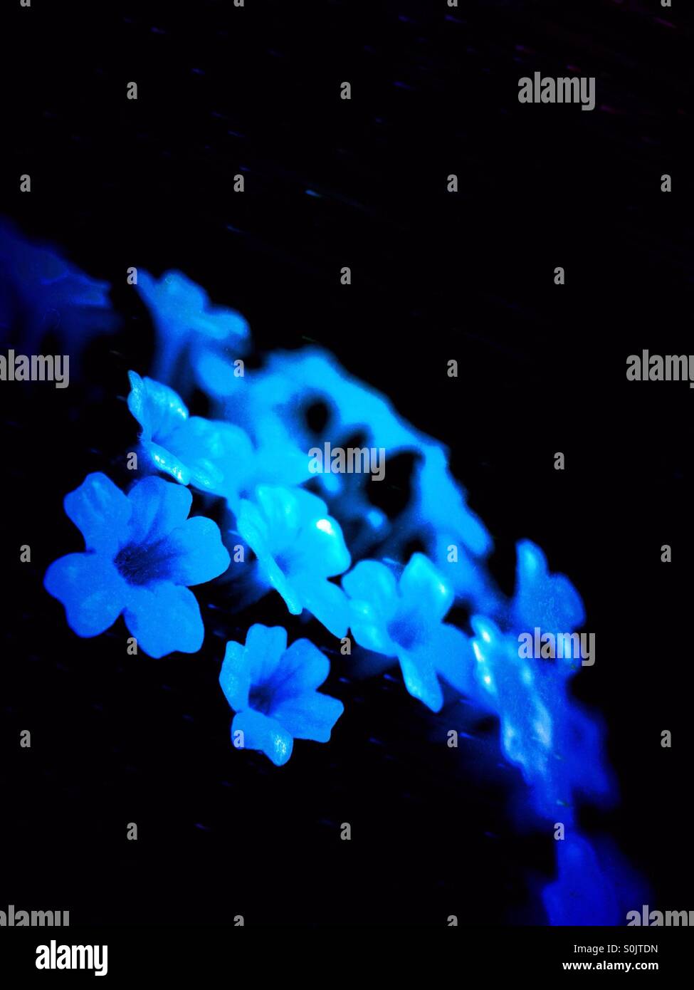 Colour change on small flowers - Smartphone Captured Stock Image