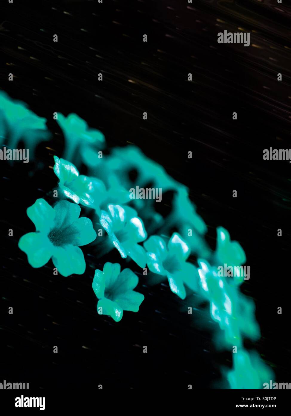 Colour change on small flowers - Smartphone Captured Stock Image