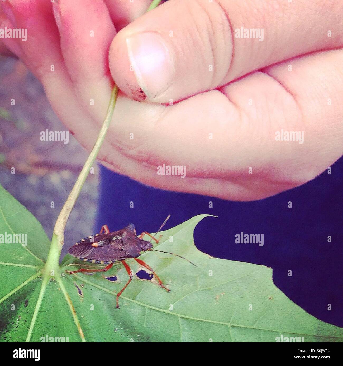 Boy holding a Bug on a Leaf Stock Photo