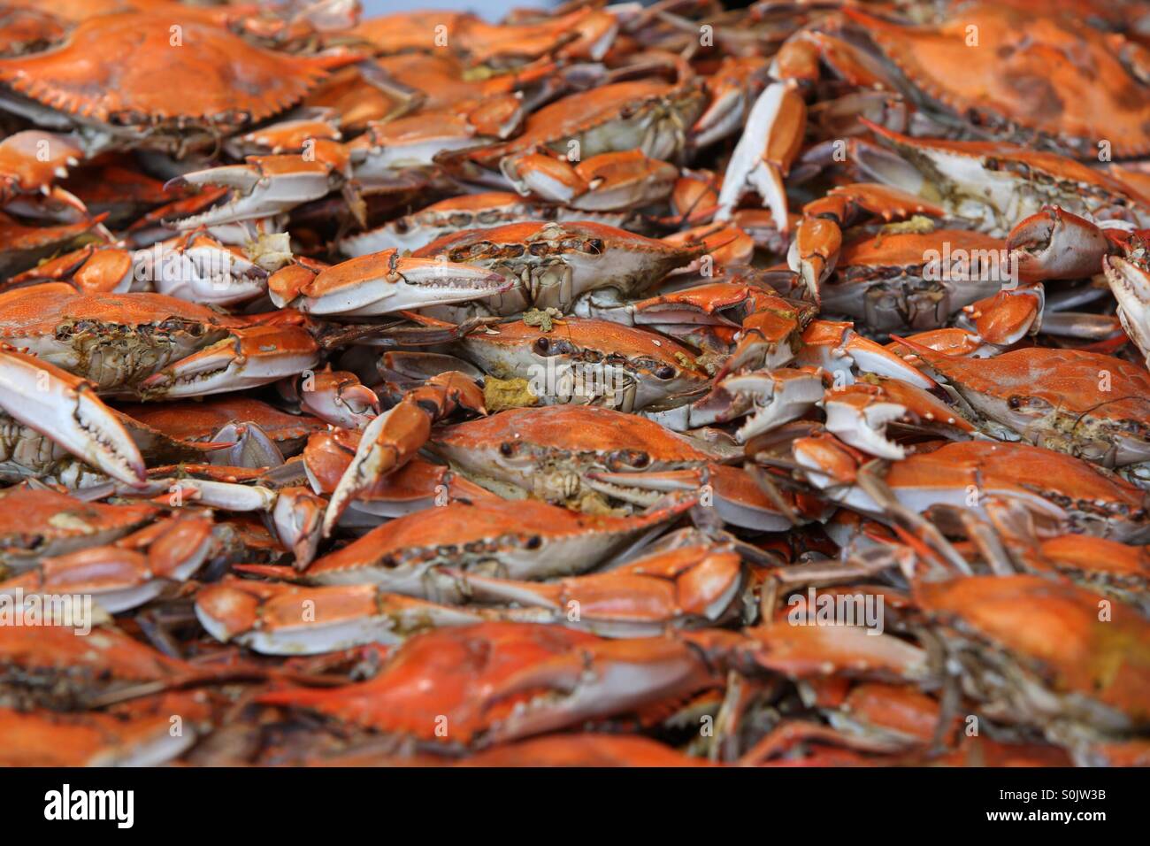 Blue Crabs High Resolution Stock Photography and Images - Alamy