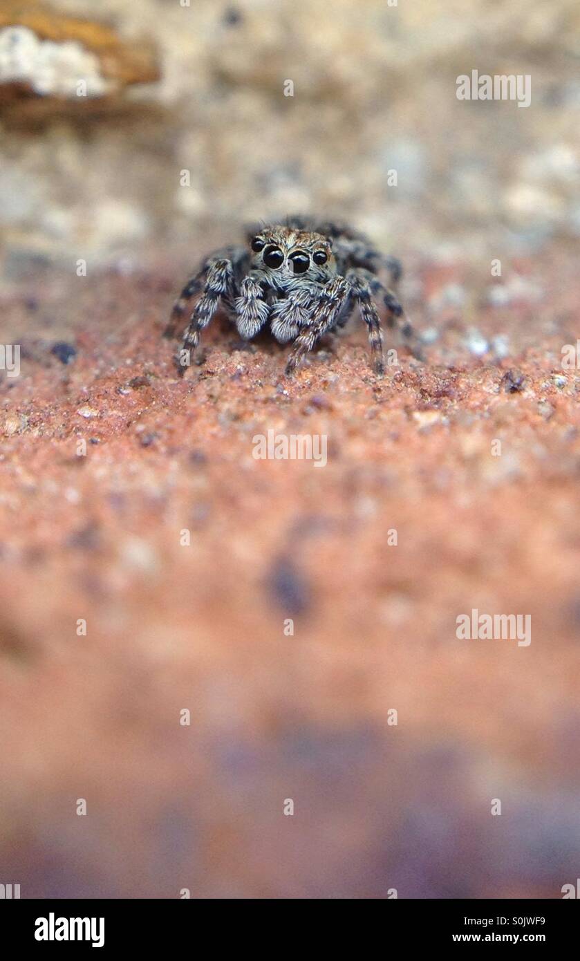 Close up of a jumping spider Stock Photo