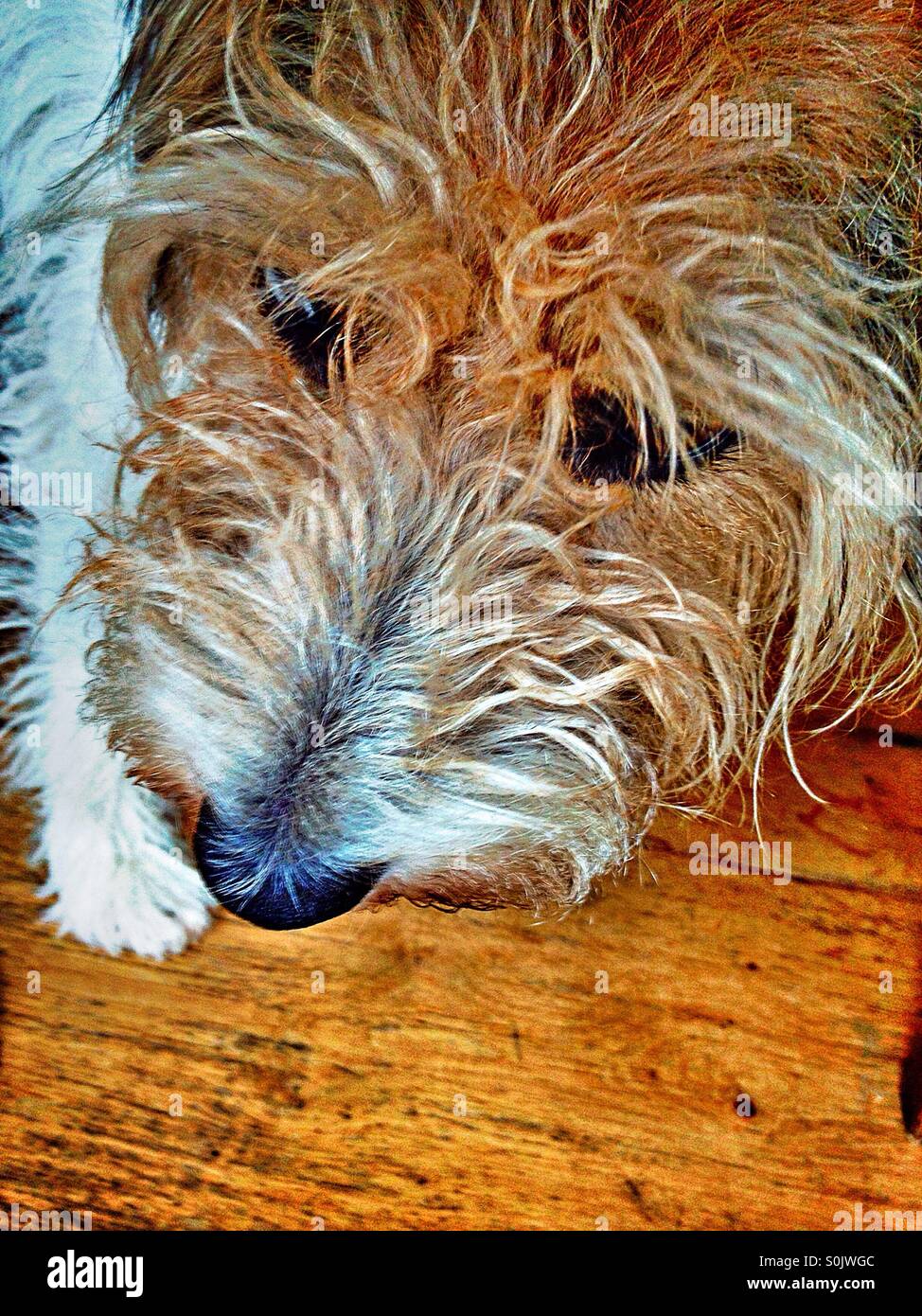 Looking down on dogs head Stock Photo Alamy