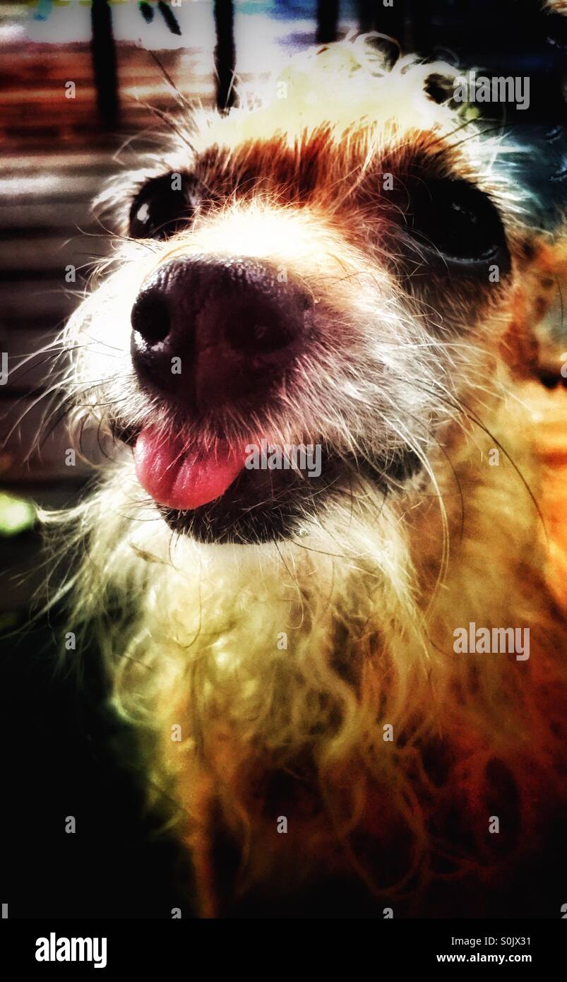 Dog sticking tongue out Stock Photo