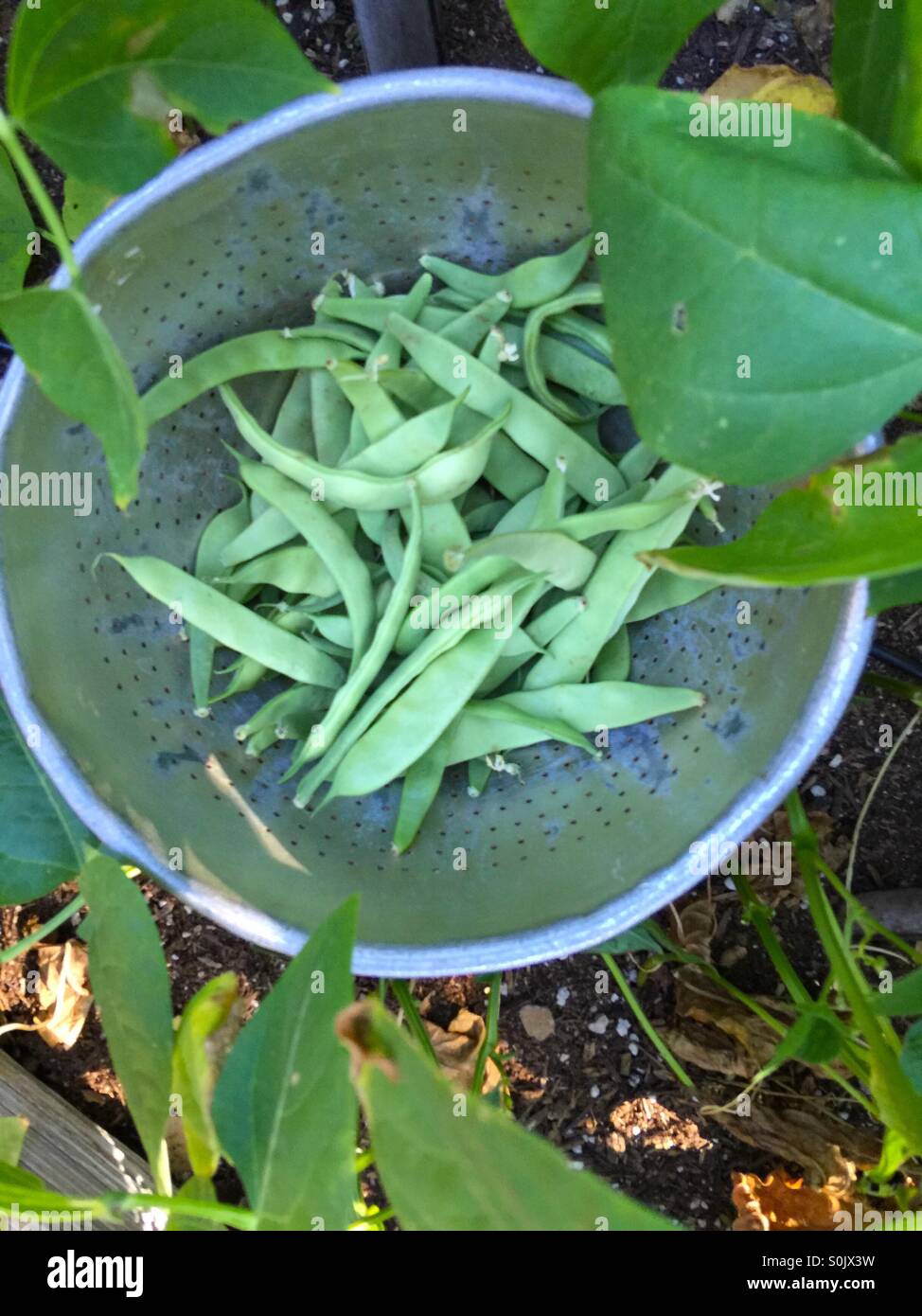 Picking green beans in the garden - Smartphone Captured Stock Image
