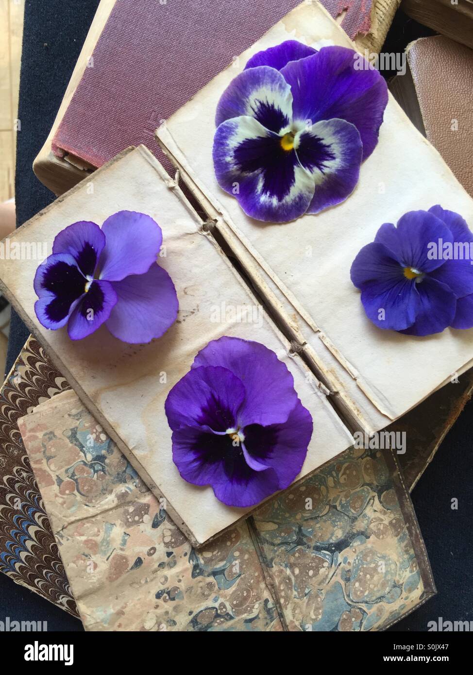 Pansies on vintage books - Smartphone Captured Stock Image