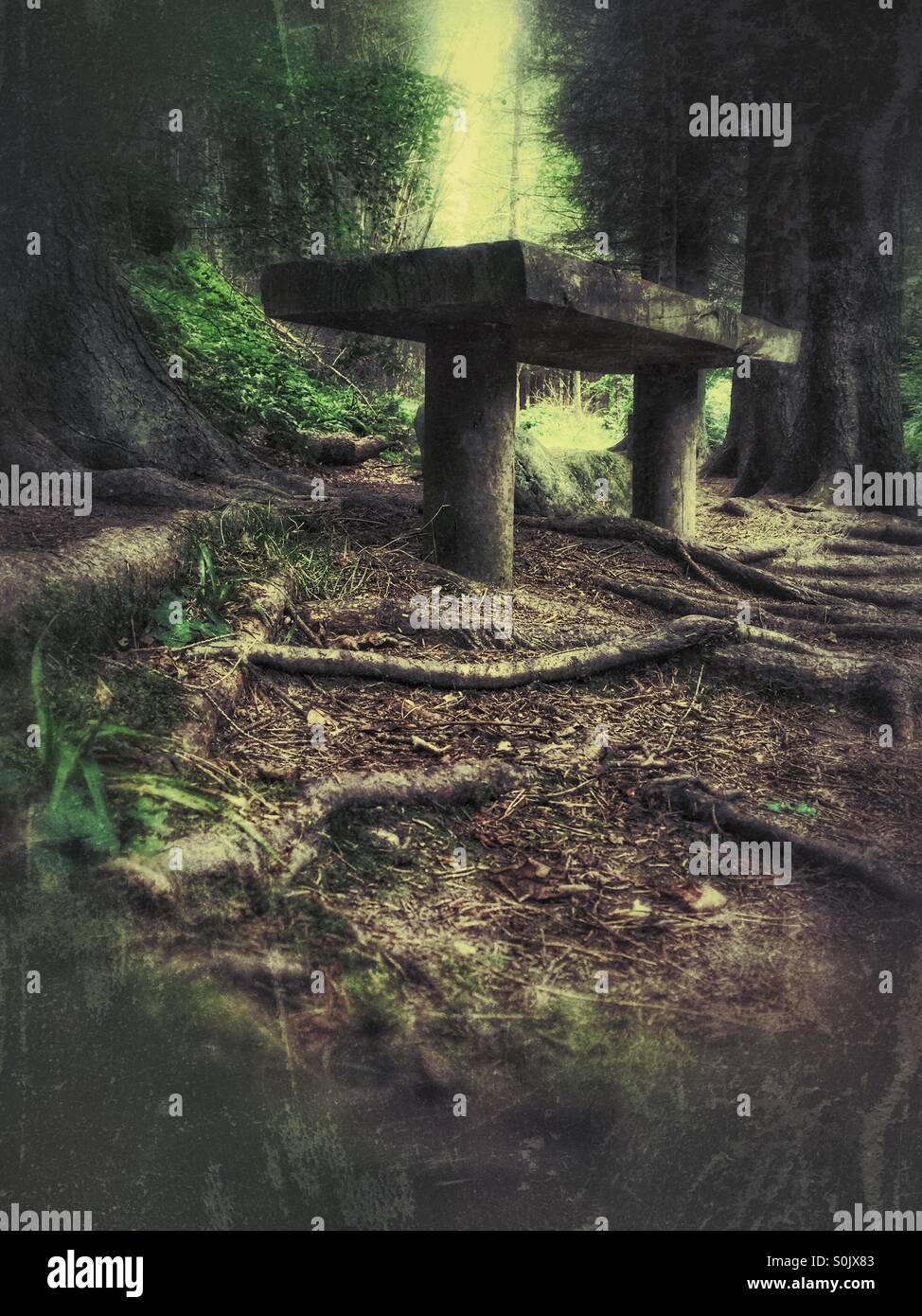 'Somewhere to sit', a wooden bench situated deep in the forest - Smartphone Captured Stock Image
