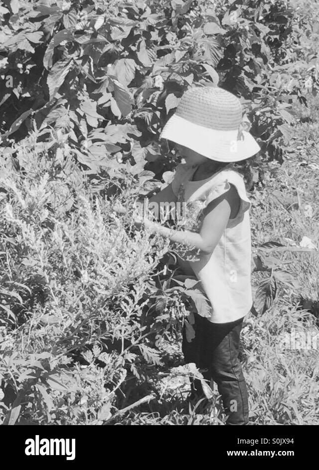 Blueberry raspberry picking Stock Photo Alamy