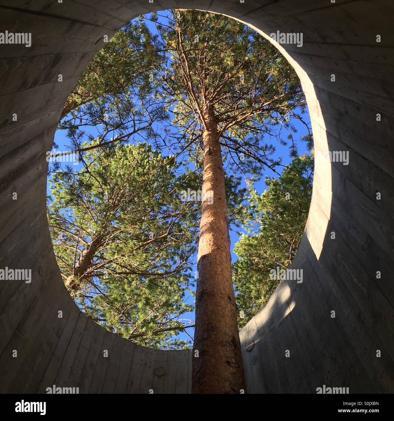 Tree growing through viewing platform, Norway Stock Photo