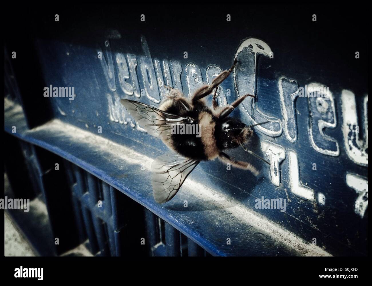 Bumble Bee on an olive crate, Catalonia, Spain. - Smartphone Captured Stock Image