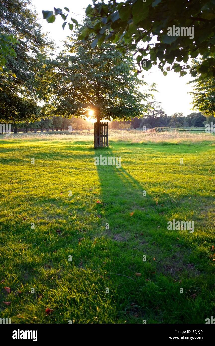 Autumn shadow - Smartphone Captured Stock Image
