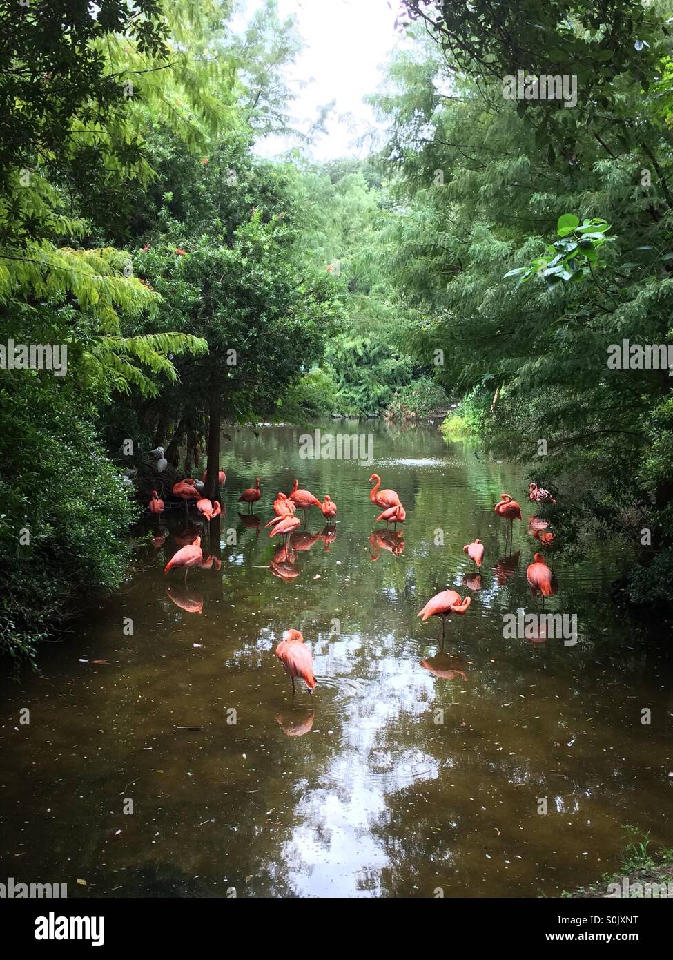 Pink flamingos in the afternoon Stock Photo